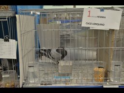 Concurso de Palomas 2012